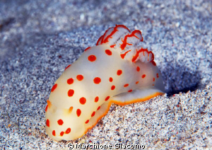 Nudi with pois red
Nikon D200, 60 micro, twin strobo
Ko... by Marchione Giacomo 